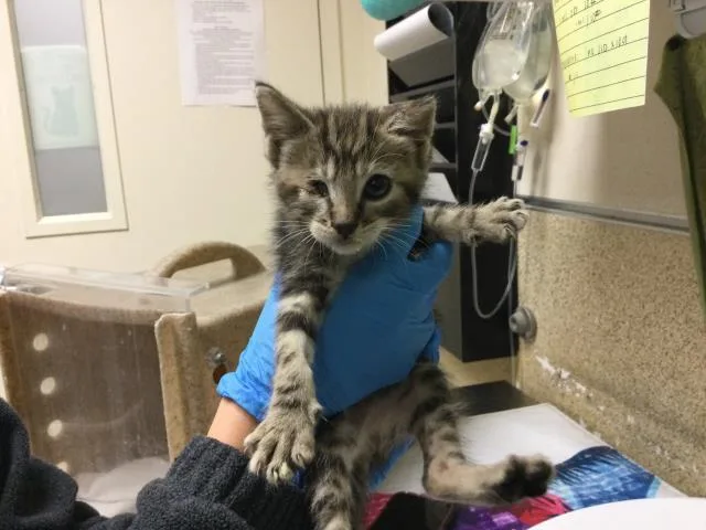 A baby small-sized female Domestic Short Hair cat named Captain for adoption in Riverside, CA