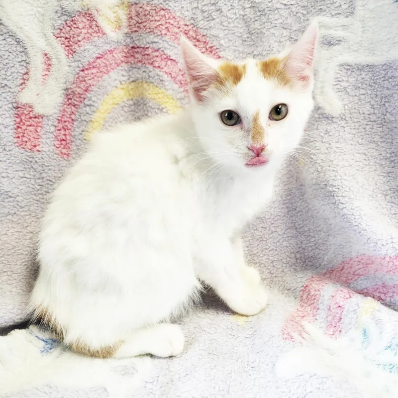 A baby small-sized female White Domestic Short Hair cat named Cabbage Patch for adoption in Mount Juliet, TN