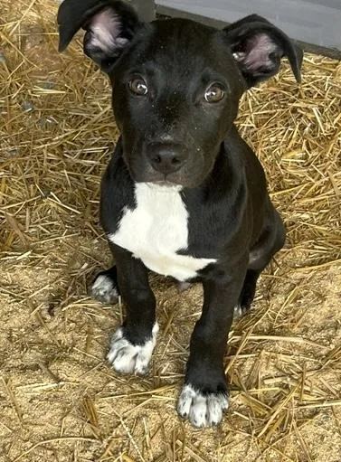 A baby large-sized male Terrier dog named Squeeze for adoption in Malvern, PA