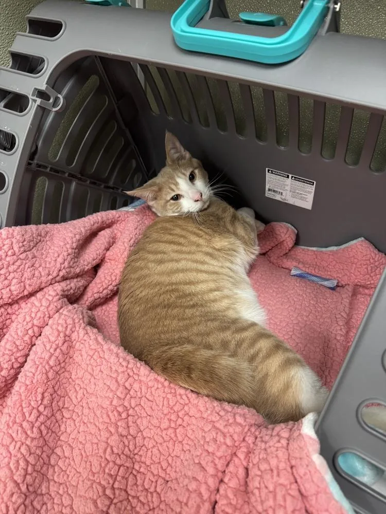 An adult large-sized male Domestic Short Hair cat named Valor for adoption in Milltown, NJ