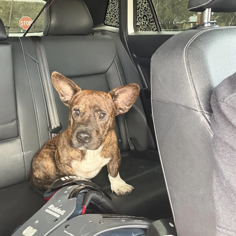 A young small-sized male American Staffordshire Terrier dog named Bud for adoption in Clyde, TX