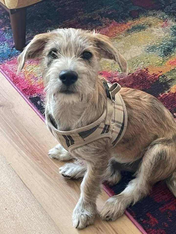 A young medium-sized male White / Cream Wirehaired Terrier dog named Swoosh for adoption in Pensacola, FL