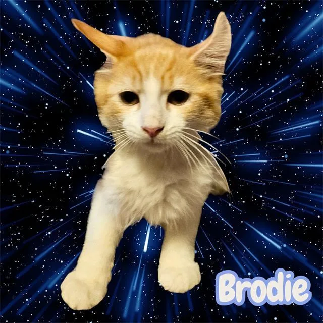 A baby small-sized male Domestic Short Hair cat named Brodie for adoption in Visalia, CA