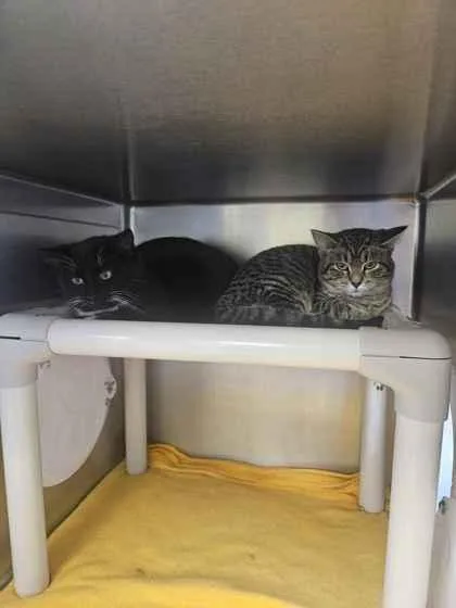 An adult medium-sized female Domestic Short Hair cat named Sushi for adoption in Mount Pleasant, IA