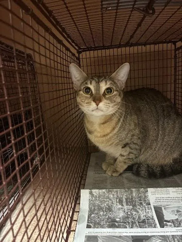 A young medium-sized female Domestic Short Hair cat named Pretty for adoption in Austin, TX