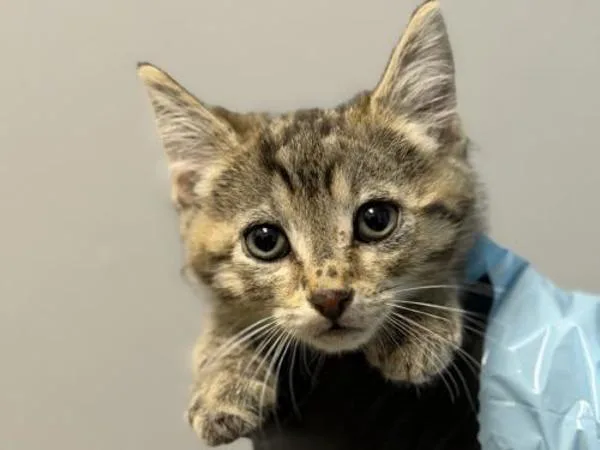 A baby small-sized male Domestic Short Hair cat named Smooth for adoption in Portland, OR