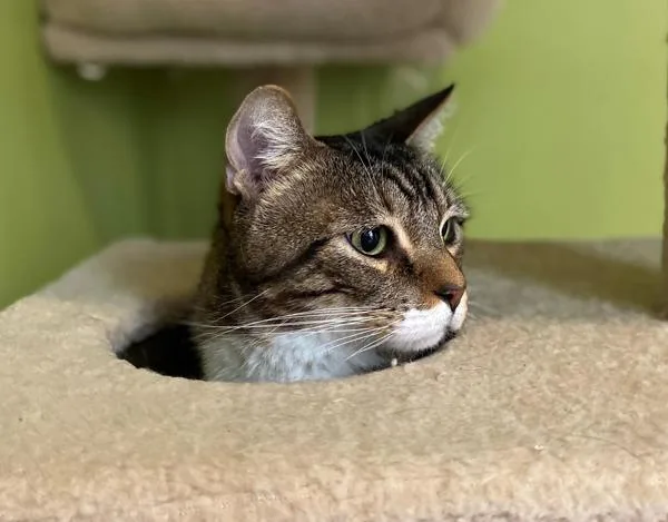 A senior medium-sized male Domestic Short Hair cat named Loki for adoption in El Cajon, CA