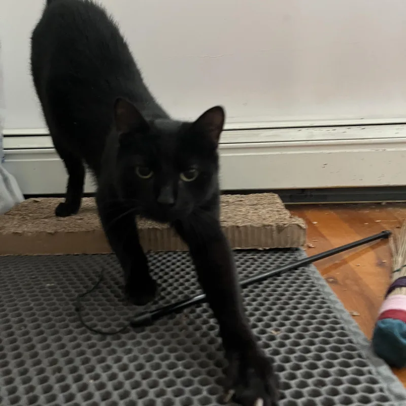 Remarkable Rogue thumbnail 2