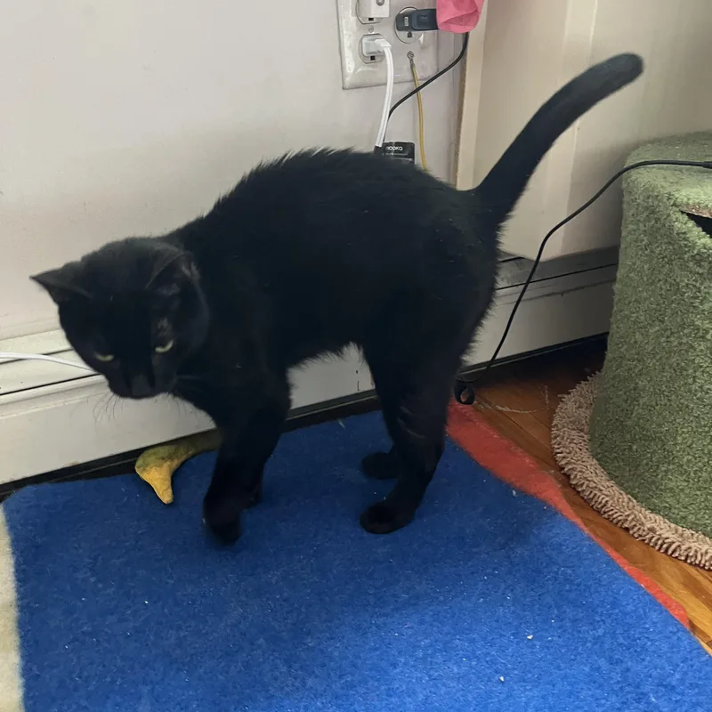 Remarkable Rogue thumbnail 3