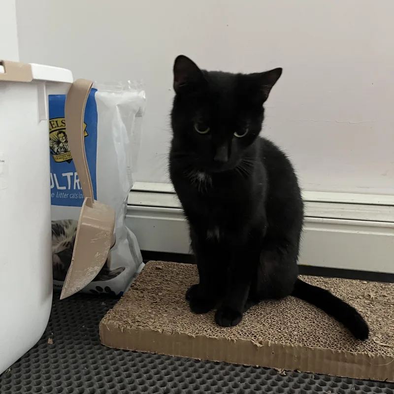 Remarkable Rogue thumbnail 4