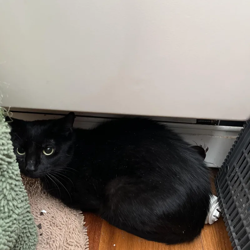 Remarkable Rogue thumbnail 5