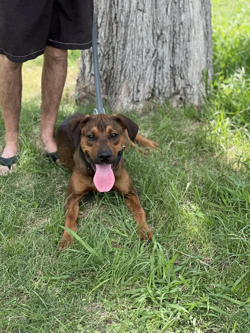 A young large-sized male Bicolor Doberman Pinscher dog named Jasper for adoption in SACRAMENTO, CA