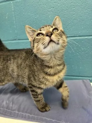 A baby small-sized male Domestic Short Hair cat named Harry for adoption in Dothan, AL