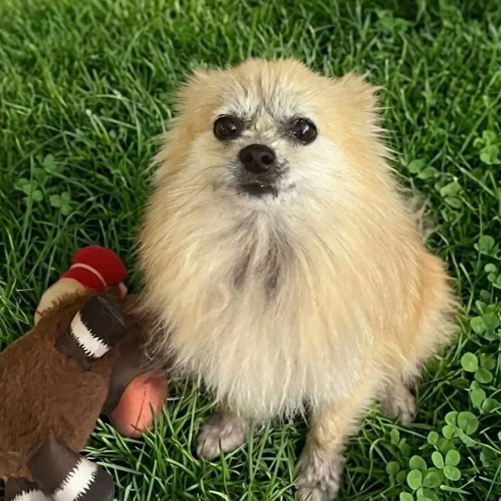 A young small-sized female Yellow / Tan / Blond / Fawn Pomeranian dog named Peaches for adoption in Boca Raton, FL