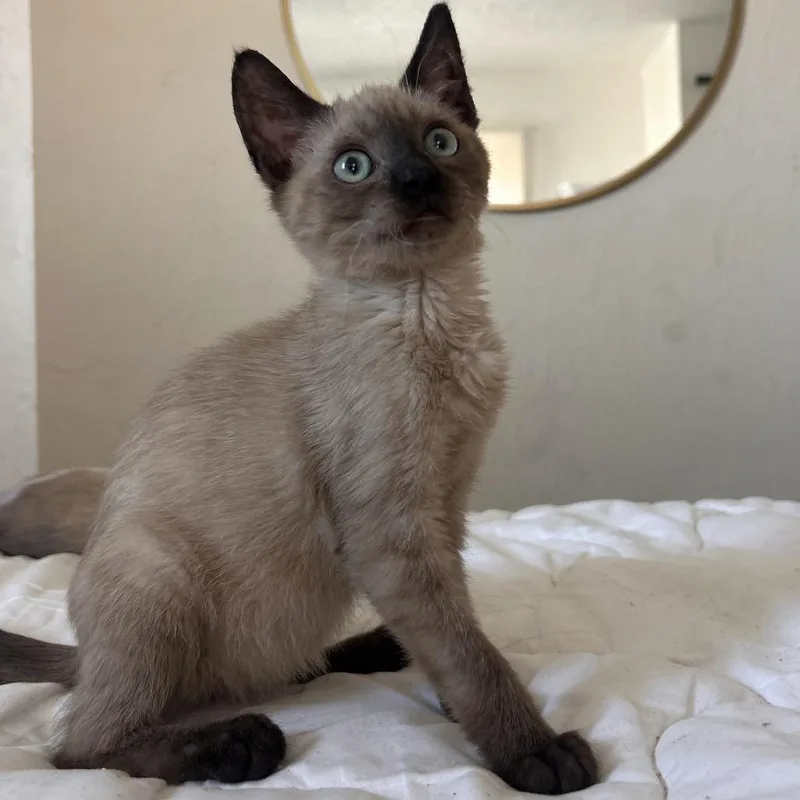 A baby small-sized female Domestic Short Hair cat named Plankton for adoption in Yucca Valley, CA