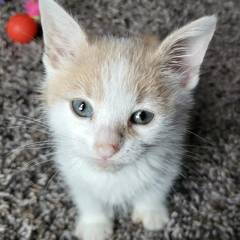 A baby medium-sized male Buff & White Domestic Short Hair cat named Skittles for adoption in San Diego, CA