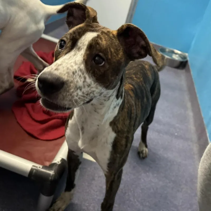 A young medium-sized female Brown / Chocolate Mixed Breed dog named Shine for adoption in Edwardsville, IL