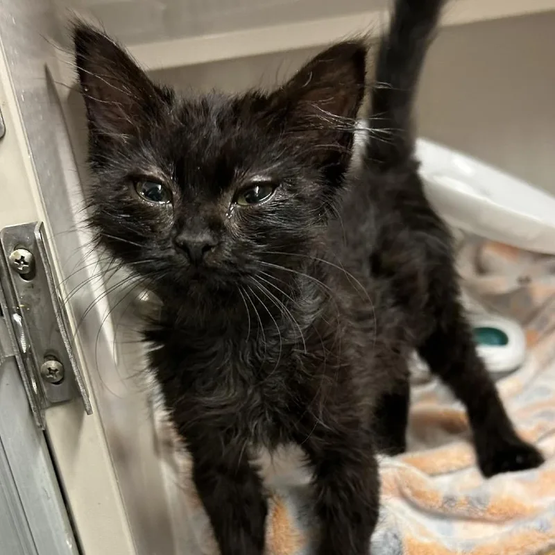 A baby small-sized female Black Domestic Short Hair cat named Pickletoes for adoption in Buffalo, MN
