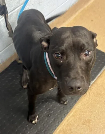 An adult medium-sized male Mixed Breed dog named Coordinate for adoption in Chamblee, GA