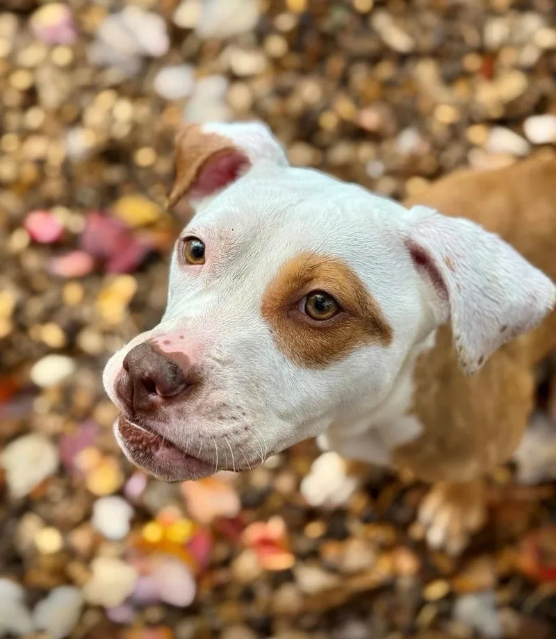 A young medium-sized female Yellow / Tan / Blond / Fawn American Bully dog named Petunia for adoption in Westminster, MD