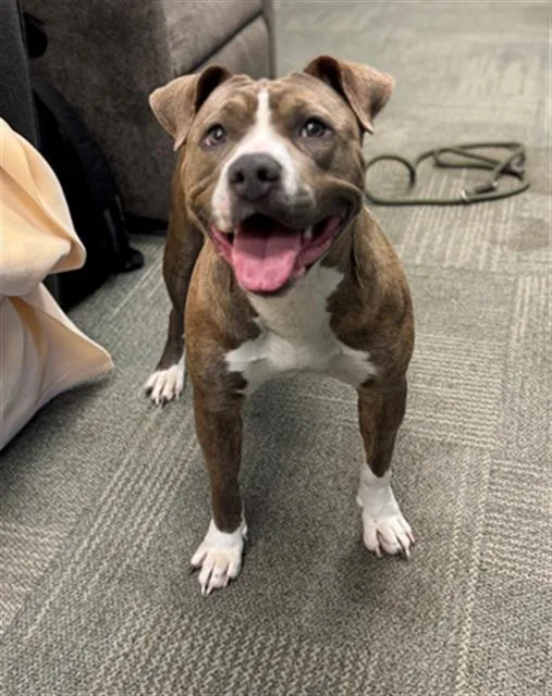 A young large-sized female Pit Bull Terrier dog named Sierra for adoption in Peoria, IL