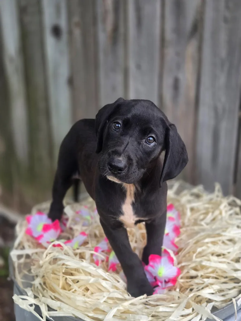 A young medium-sized female Labrador Retriever dog named Ayra  Months Ava for adoption in Sterling, MA