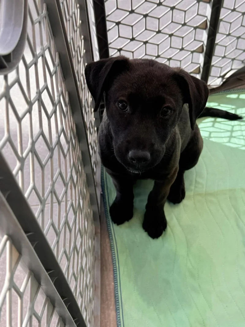 A baby medium-sized female Brown / Chocolate Mixed Breed dog named Mocha for adoption in Kenosha, WI