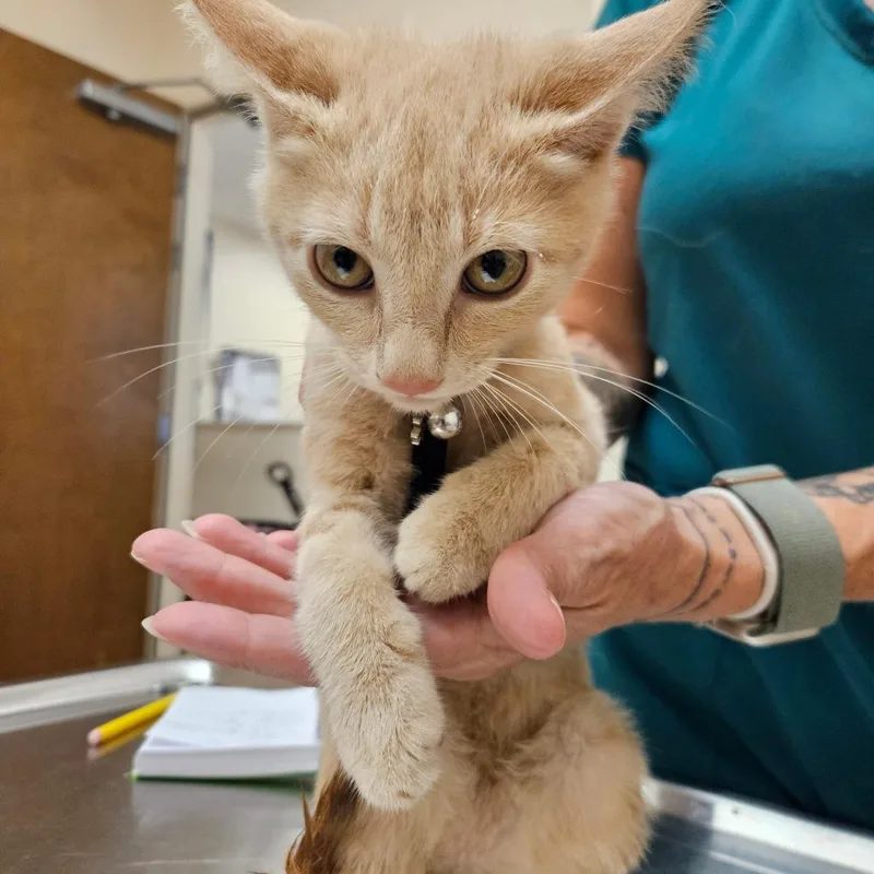A baby small-sized female Buff / Tan / Fawn Domestic Short Hair cat named Tangerine for adoption in Lake Panasoffkee, FL