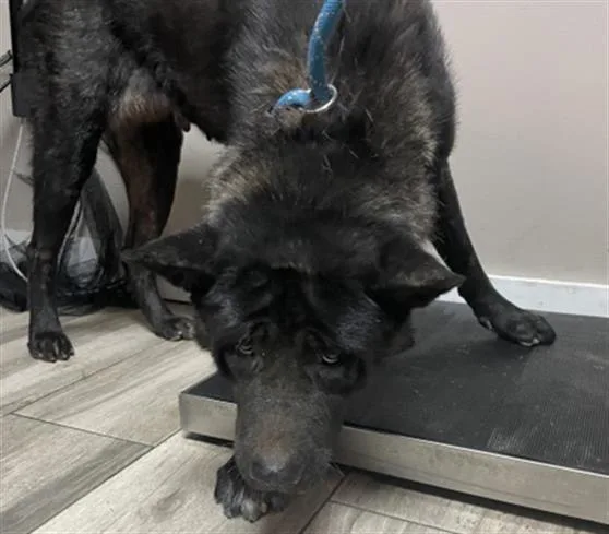 An adult large-sized female Akita dog named Katana for adoption in Redlands, CA