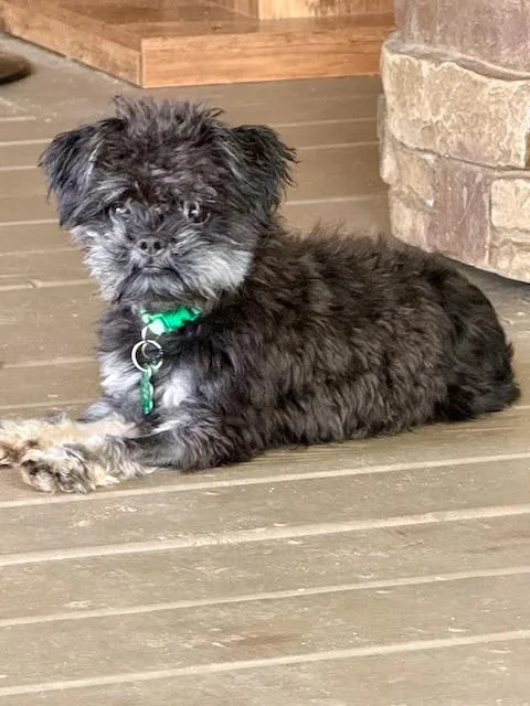 A senior small-sized female Black Shih Tzu dog named Perdita for adoption in Alpharetta, GA