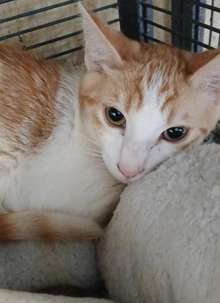 Jett