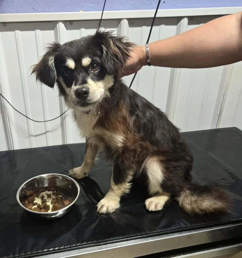 A young small-sized female Tricolor (Brown, Black, & White) Terrier dog named Star for adoption in Waverly, OH