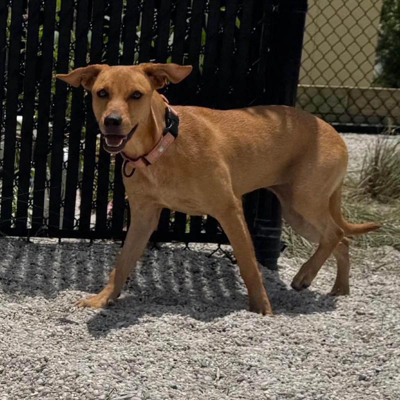A young medium-sized female Black Mixed Breed dog named Sasha for adoption in Englewood, FL