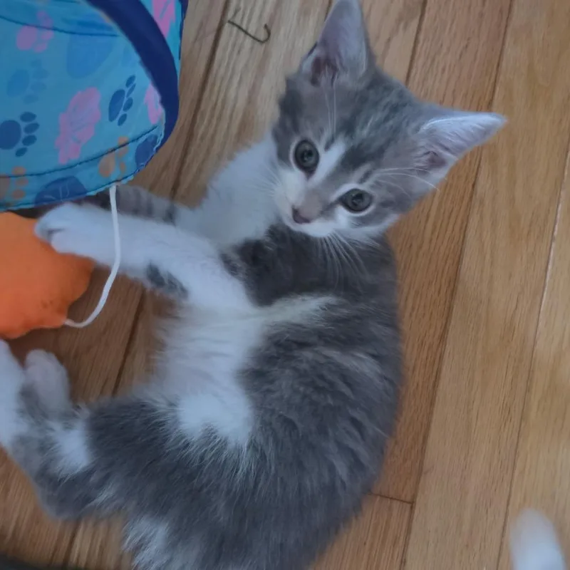 A baby small-sized male Gray / Blue / Silver Domestic Short Hair cat named Jack for adoption in La Grange, KY