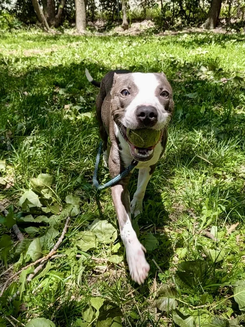 A young medium-sized female White / Cream Pit Bull Terrier dog named Forest for adoption in Chicago, IL