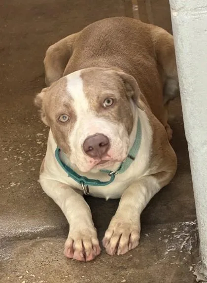 A young medium-sized male Yellow / Tan / Blond / Fawn Mixed Breed dog named Gizmo for adoption in Fernandina Beach, FL