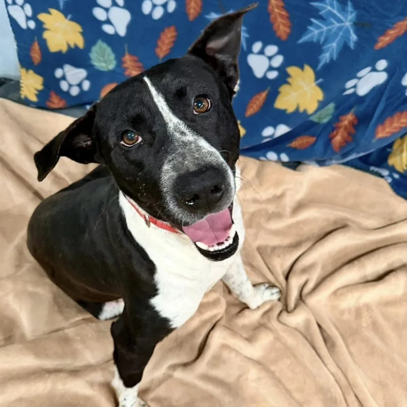 An adult large-sized male Black English Pointer dog named Rodge for adoption in Enterprise, AL