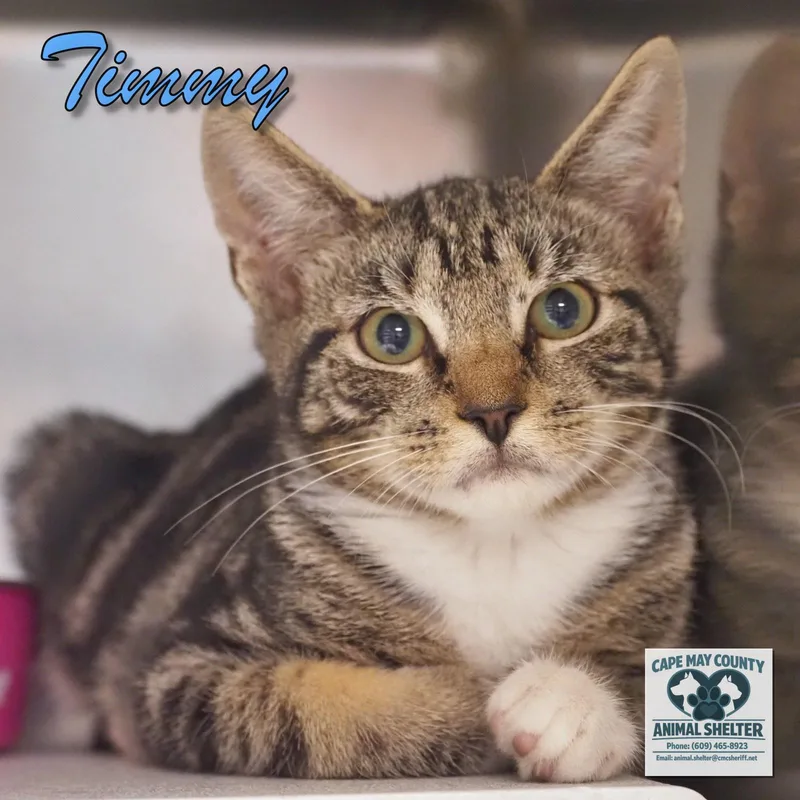 A young medium-sized male Domestic Short Hair cat named Timmy for adoption in Cape May Court House, NJ