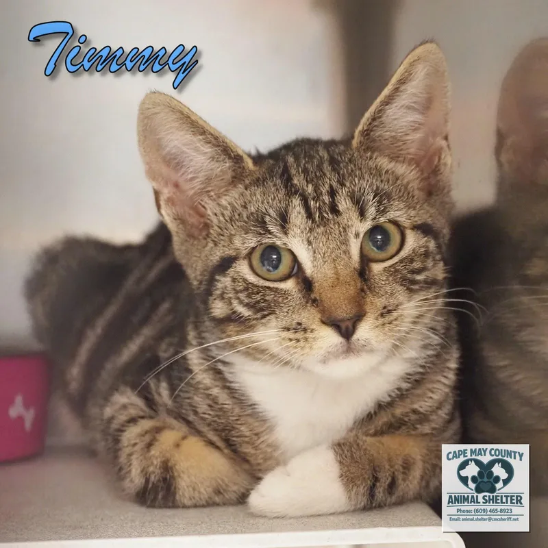 Timmy thumbnail 2