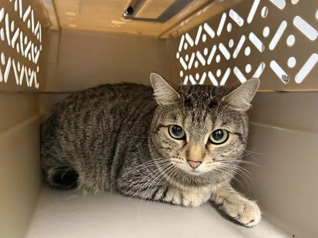 A young medium-sized female Domestic Short Hair cat named Pickles for adoption in Kent, WA