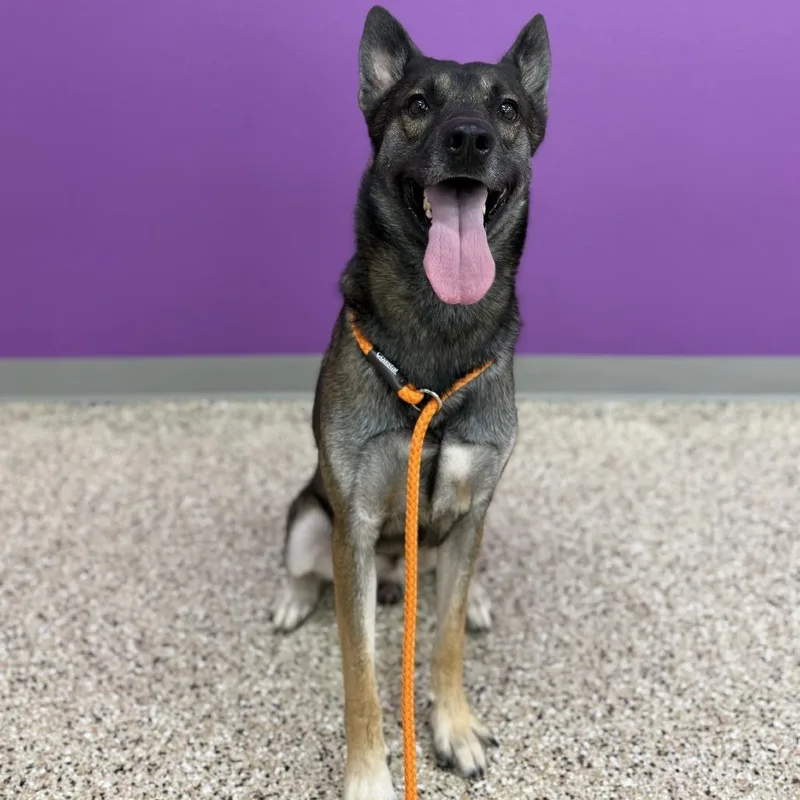 An adult medium-sized male Shepherd dog named Amadeus for adoption in Bullhead City, AZ