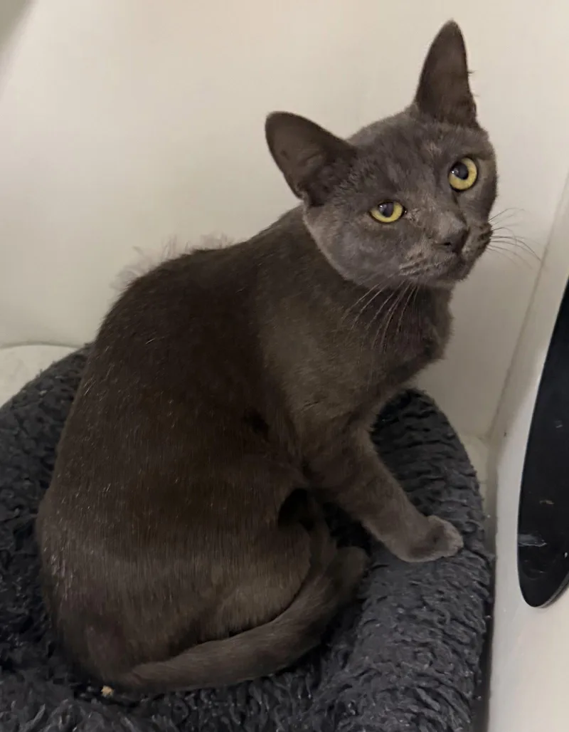 A young medium-sized male Gray / Blue / Silver Domestic Short Hair cat named Truist for adoption in Satellite Beach, FL