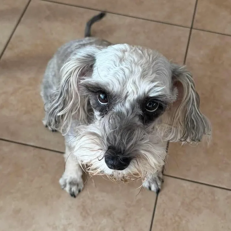 Itzel