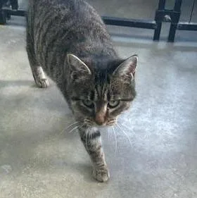 A young large-sized female Tiger cat named Little Bit for adoption in Bryan, OH
