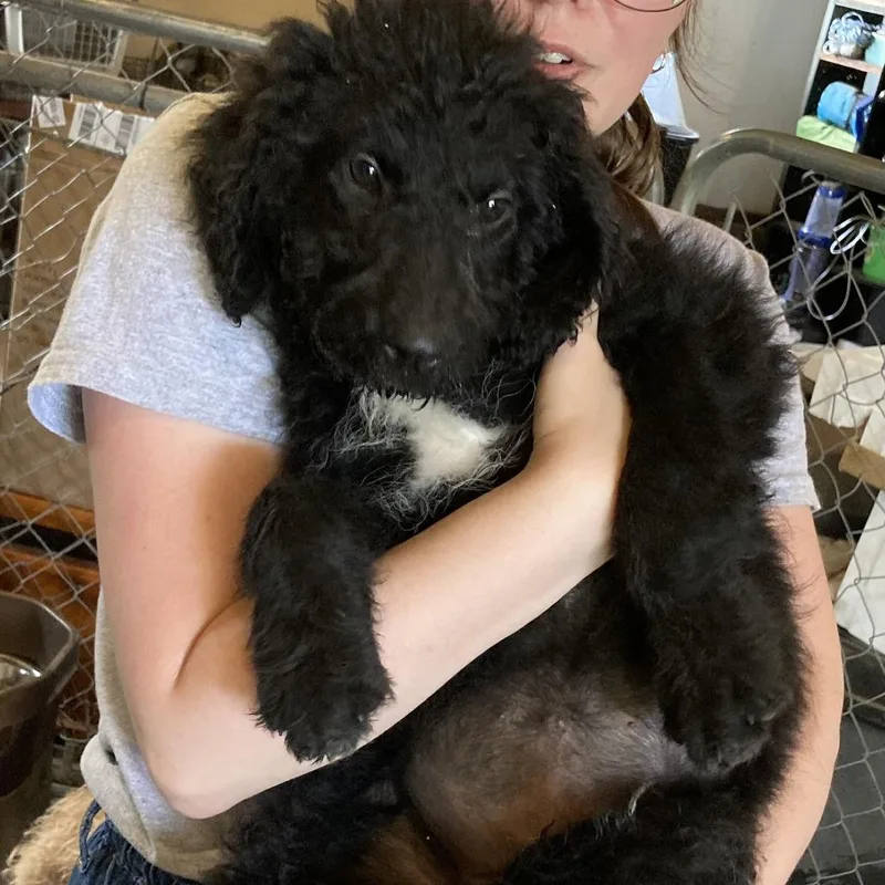 A baby large-sized female Black Poodle dog named Rachel for adoption in Grand Rapids, MN