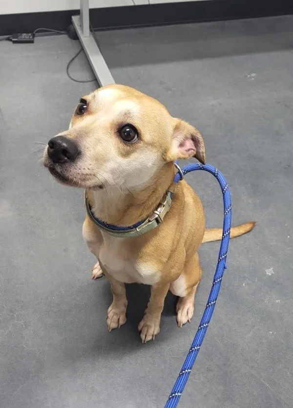 An adult medium-sized female Terrier dog named Pen Darling for adoption in Lawrenceville, GA