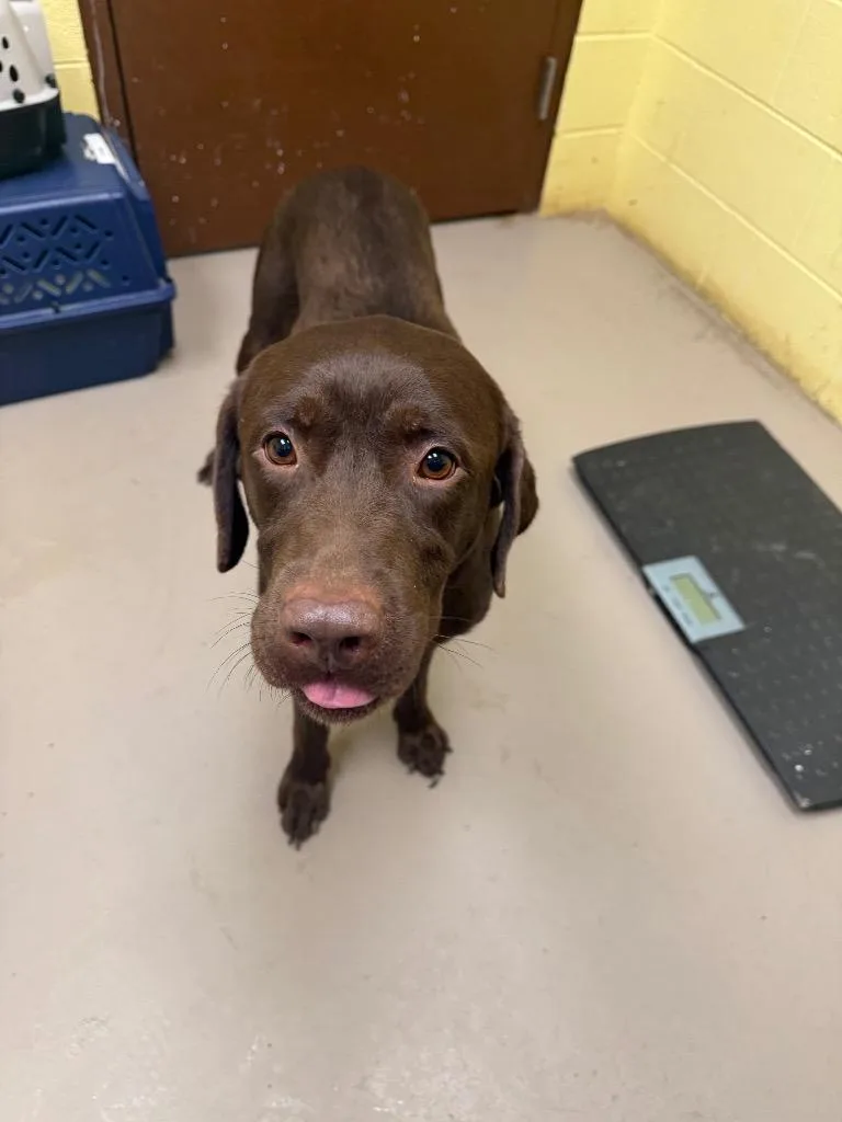 An adult large-sized male Labrador Retriever dog named Fudge for adoption in Crossville, TN