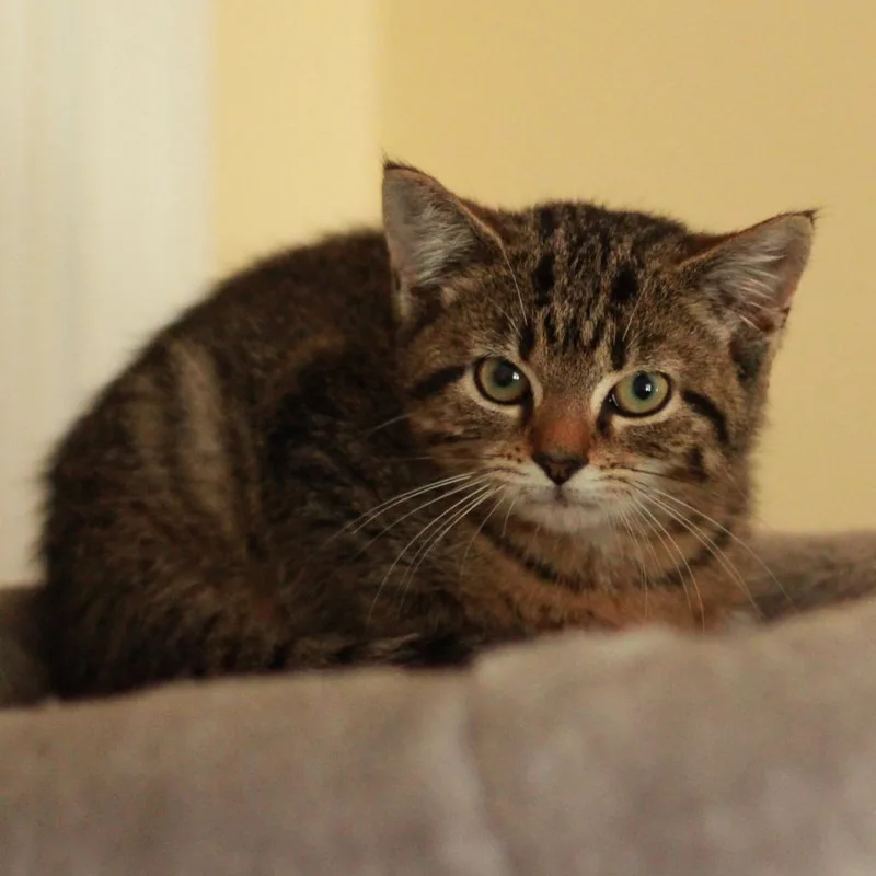 A baby small-sized female Brown / Chocolate Domestic Short Hair cat named Claire for adoption in Lexington, KY