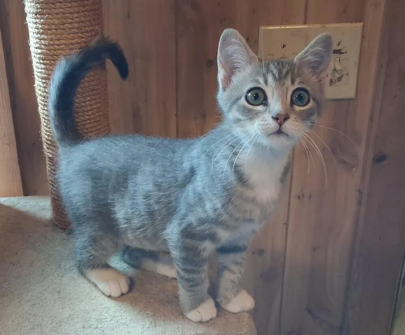 A baby small-sized female Gray / Blue / Silver Domestic Short Hair cat named Gradie for adoption in Greensboro, NC