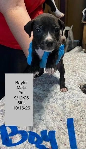 A baby small-sized male American Staffordshire Terrier dog named Baylor for adoption in Welling, OK